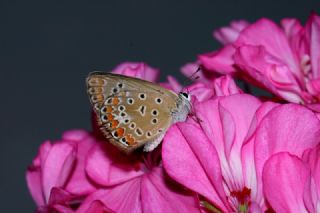 okgzl Mavi (Polyommatus icarus)