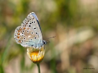 okgzl Gk Mavisi (Polyommatus bellargus)