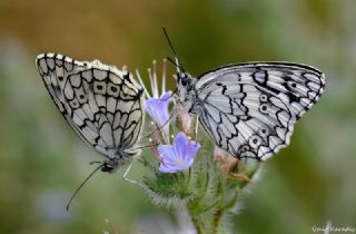 Anadolu Melikesi (Melanargia larissa)