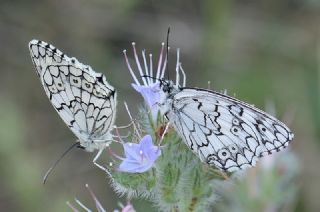 Anadolu Melikesi (Melanargia larissa)