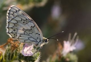 Anadolu Melikesi (Melanargia larissa)