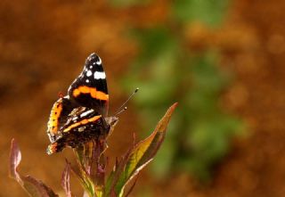 Atalanta (Vanessa atalanta)