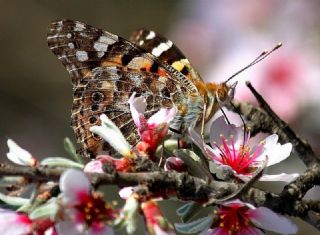 Diken Kelebei (Vanessa cardui)