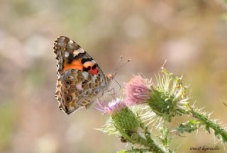 Diken Kelebei (Vanessa cardui)