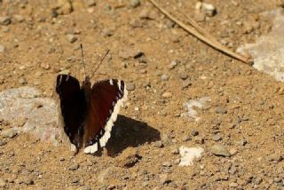 Sar Bandl Kadife (Inachis antiopa)