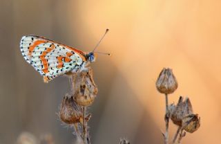 Benekli parhan (Melitaea didyma)