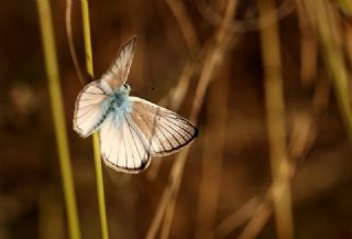 okgzl Anadolu Beyaz (Polyommatus menalcas)