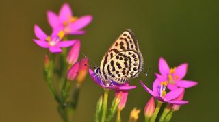 Balkan Kaplan (Tarucus balkanicus)