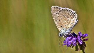 okgzl Dafnis (Polyommatus daphnis)