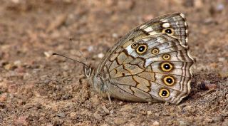 Aa Esmeri (Kirinia roxelana)