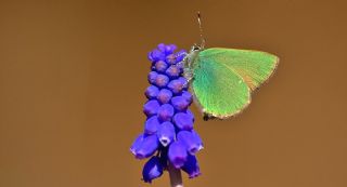 Zmrt (Callophrys rubi)