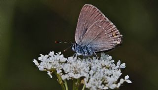 Minik Sevbeni (Satyrium acaciae)