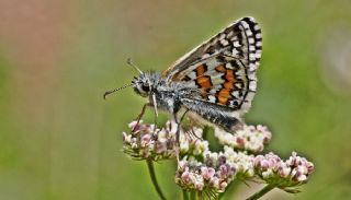 Sarbandl Zpzp (Pyrgus sidae)