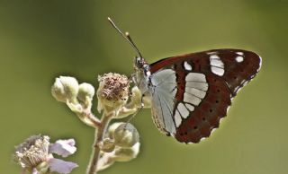 Akdeniz Hanmeli Kelebei (Limenitis reducta)