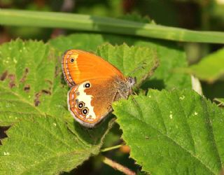 Funda Zpzp Perisi (Coenonympha arcania)