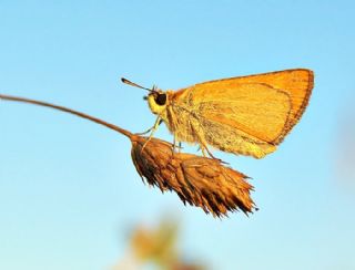 Sar Antenli Zpzp (Thymelicus sylvestris)