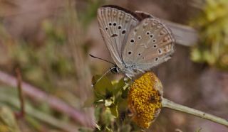 Anormal okgzl (Polyommatus admetus)