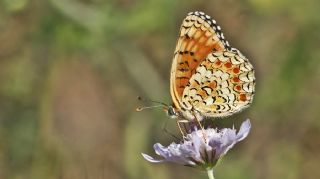 Benekli Byk parhan (Melitaea phoebe)