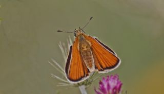 Sar Antenli Zpzp (Thymelicus sylvestris)