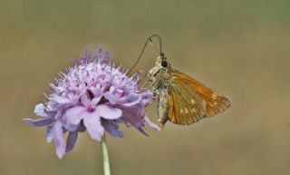 Orman Zpzp (Ochlodes sylvanus)