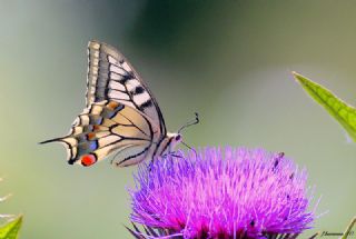 Krlangkuyruk (Papilio machaon)