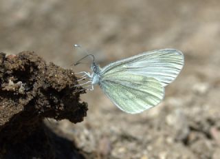 Narin Orman Beyaz (Leptidea sinapis)