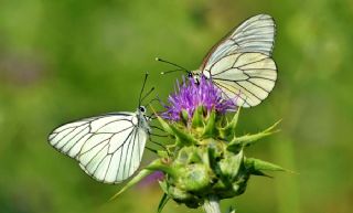 Al Beyaz (Aporia crataegi)