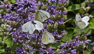 Kk Beyazmelek (Pieris rapae)
