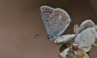 okgzl Kk Turan Mavisi (Polyommatus cornelius)