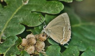 Mormee (Favonius quercus)