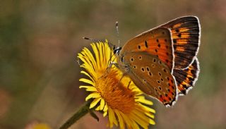 Byk Mor Bakr Gzeli (Lycaena alciphron)