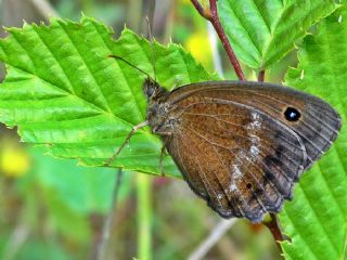 Kara Hayalet (Minois dryas)