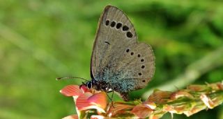 Anadolu Karagz Mavisi (Glaucopsyche astraea)