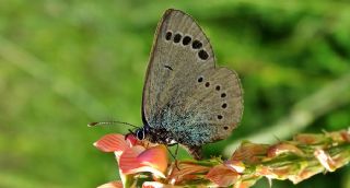 Karagz Mavisi (Glaucopsyche alexis)