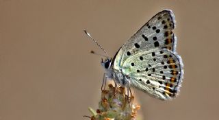 sli Bakr Gzeli (Lycaena tityrus)