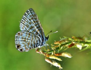 Mavi Zebra (Leptotes pirithous)
