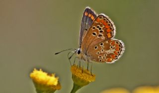 okgzl Esmer (Aricia agestis)