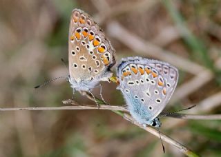 okgzl Mavi (Polyommatus icarus)