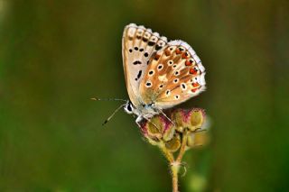 okgzl illimavi (Polyommatus coridon)