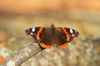 Atalanta (Vanessa atalanta)
