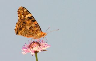 Diken Kelebei (Vanessa cardui)