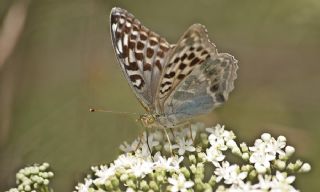 Cengaver (Argynnis paphia)