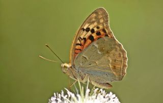 Bahadr (Argynnis pandora)