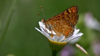 Nazuum (Euphydryas aurinia)