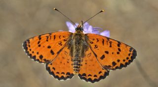 Benekli parhan (Melitaea didyma)