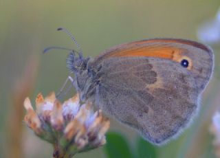 Kk Zpzp Perisi (Coenonympha pamphilus)