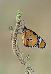 Sultan (Danaus chrysippus)