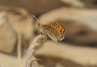 Gzel parhan (Melitaea syriaca)