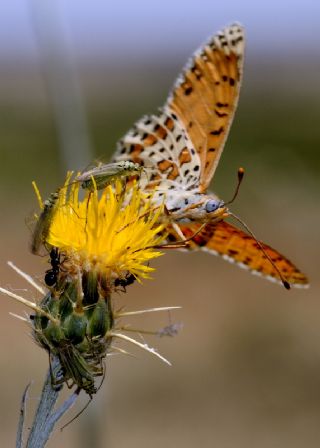 Benekli parhan (Melitaea didyma)