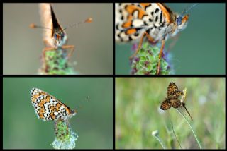 parhan (Melitaea cinxia)